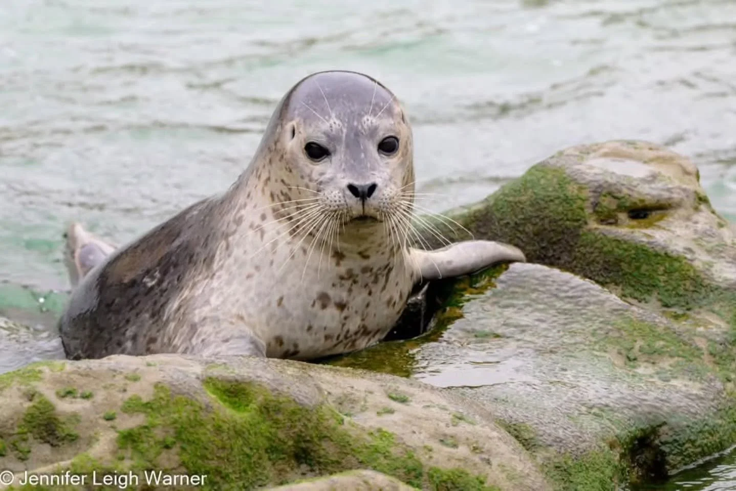 A harbor seal rests on a haul out rock in La Jolla, California. These marine mammals find refuge in the calm waters in La Jolla. This area is a well known harbor seal rookery and the seals will return to this area where they were born when they are r