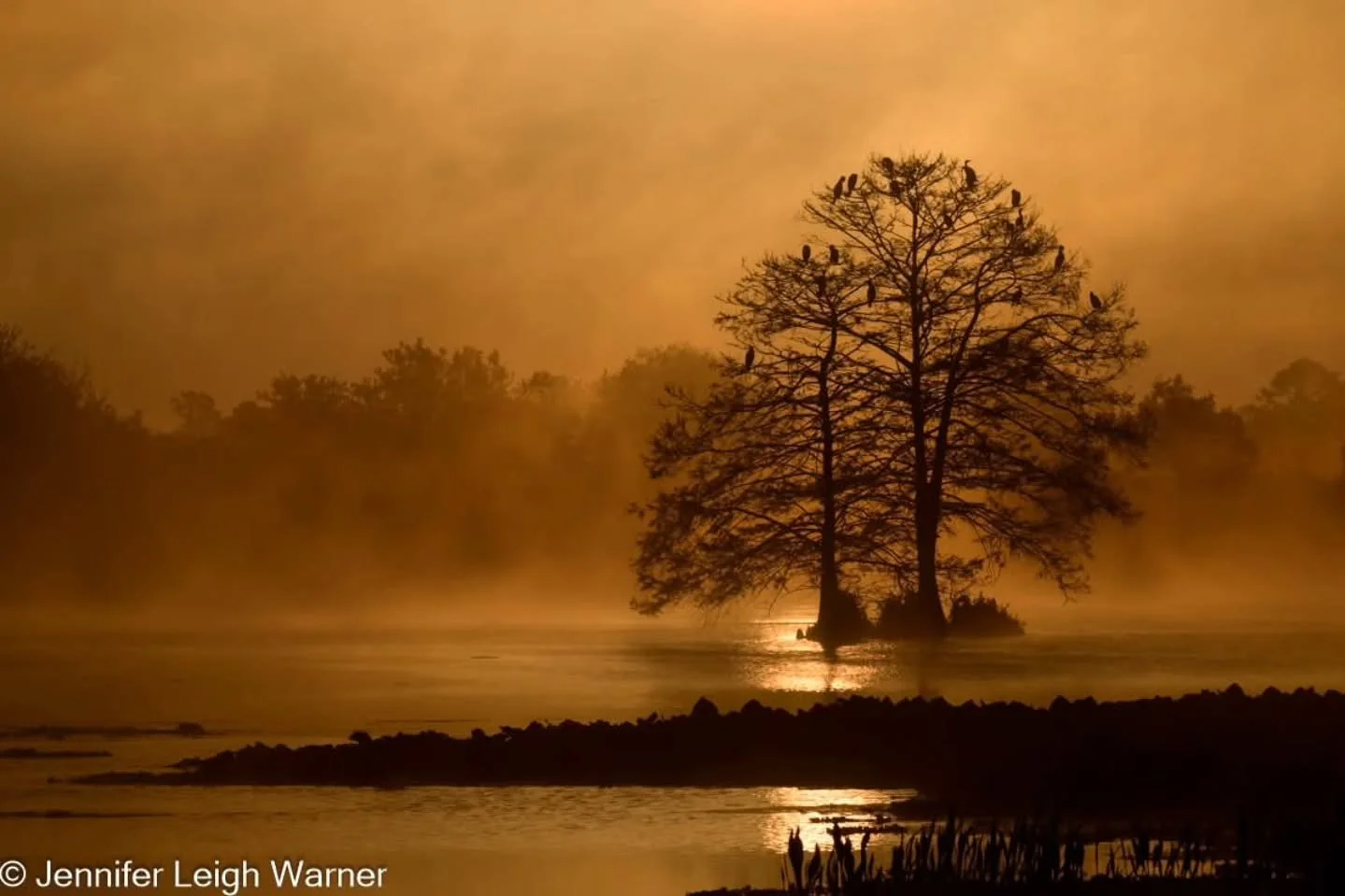 A beautifully eerie sight in Orlando Wetlands Park as the sun rises burning off the morning fog.