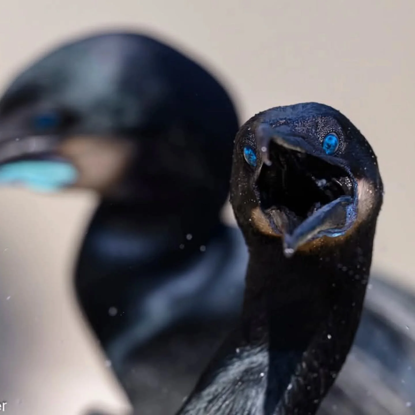 That look when your friend photobombs your moment&hellip; and absolutely steals the spotlight. 😄📸

Nature has a sense of humor&mdash;and sometimes it&rsquo;s loud, dramatic, and perfectly timed.

Brandt's Cormorant - La Jolla, CA