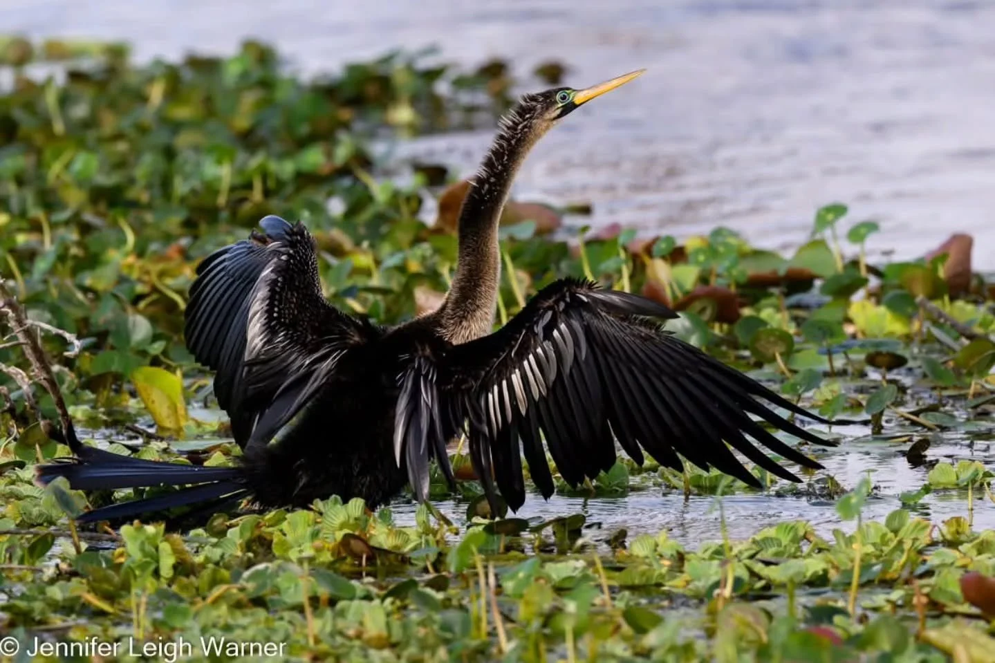 This week we launched our Bird of the Week, and we featured the Anhinga. This is truly an incredible bird! The males and females look different. Males are glossy black with silver-white streaks on their wings and back, while females have a light brow