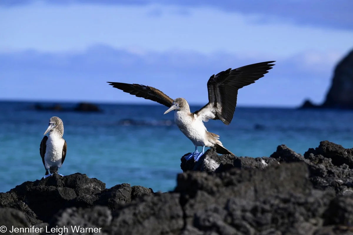 Blue-Footed Booby - Bird of the Week