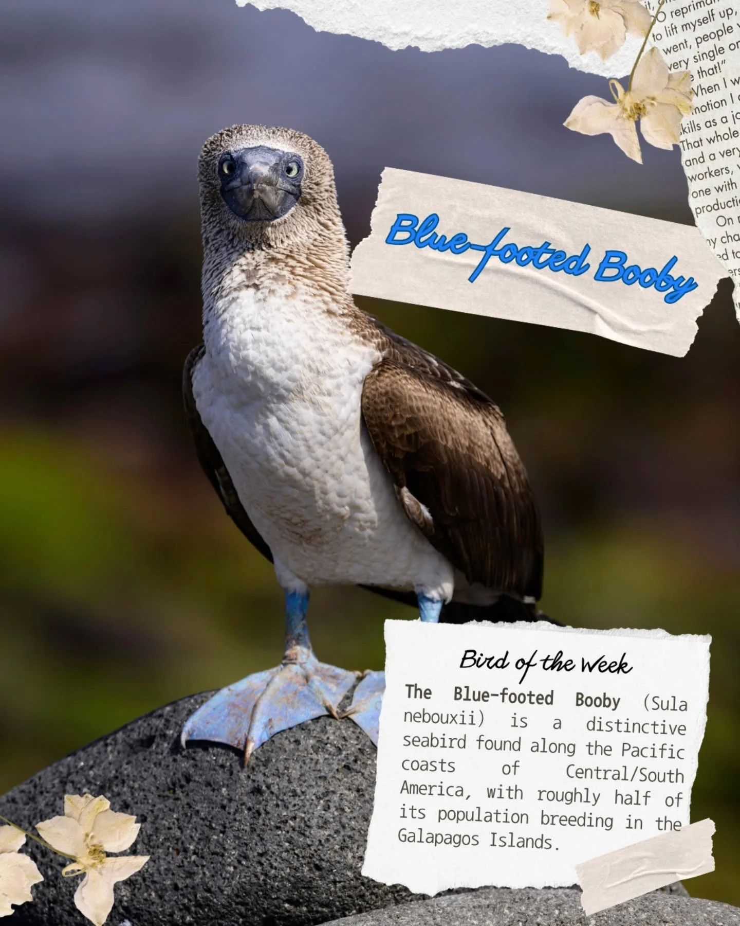 The Blue-Footed Booby is a remarkable bird species, renowned for its distinctive appearance and fascinating behaviors. Native to the subtropical and tropical regions of the eastern Pacific Ocean, these birds are most famously found on the Gal&aacute;