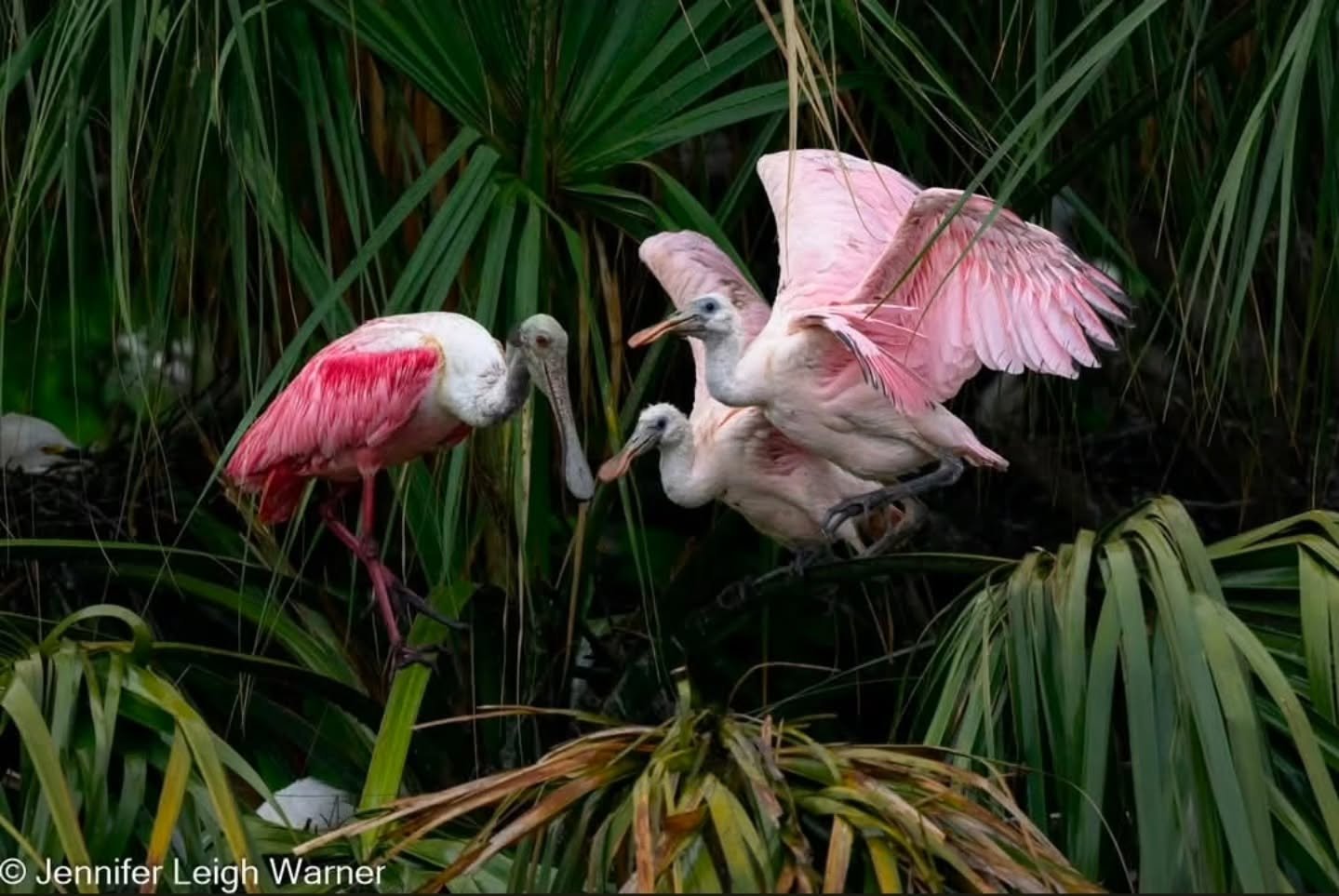 We are off to St. Augustine, FL for the @floridasbirdingandphotofest we are honored to leading some workshops both in the classroom and at the @staugalligatorfarm again this year. This is one of my favorite events of the year. This is the very best p