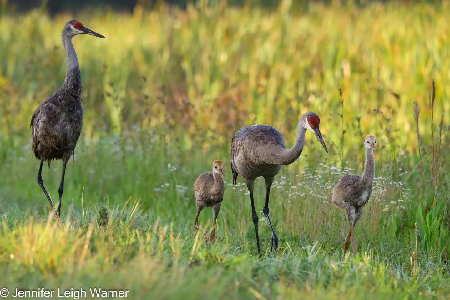 I have been photographing this family for the past several years. This Florida Sandhill Crane pair have been having two colts every spring in the same location in Orlando Wetlands Park in Florida. We were delighted to get to photograph them during ou