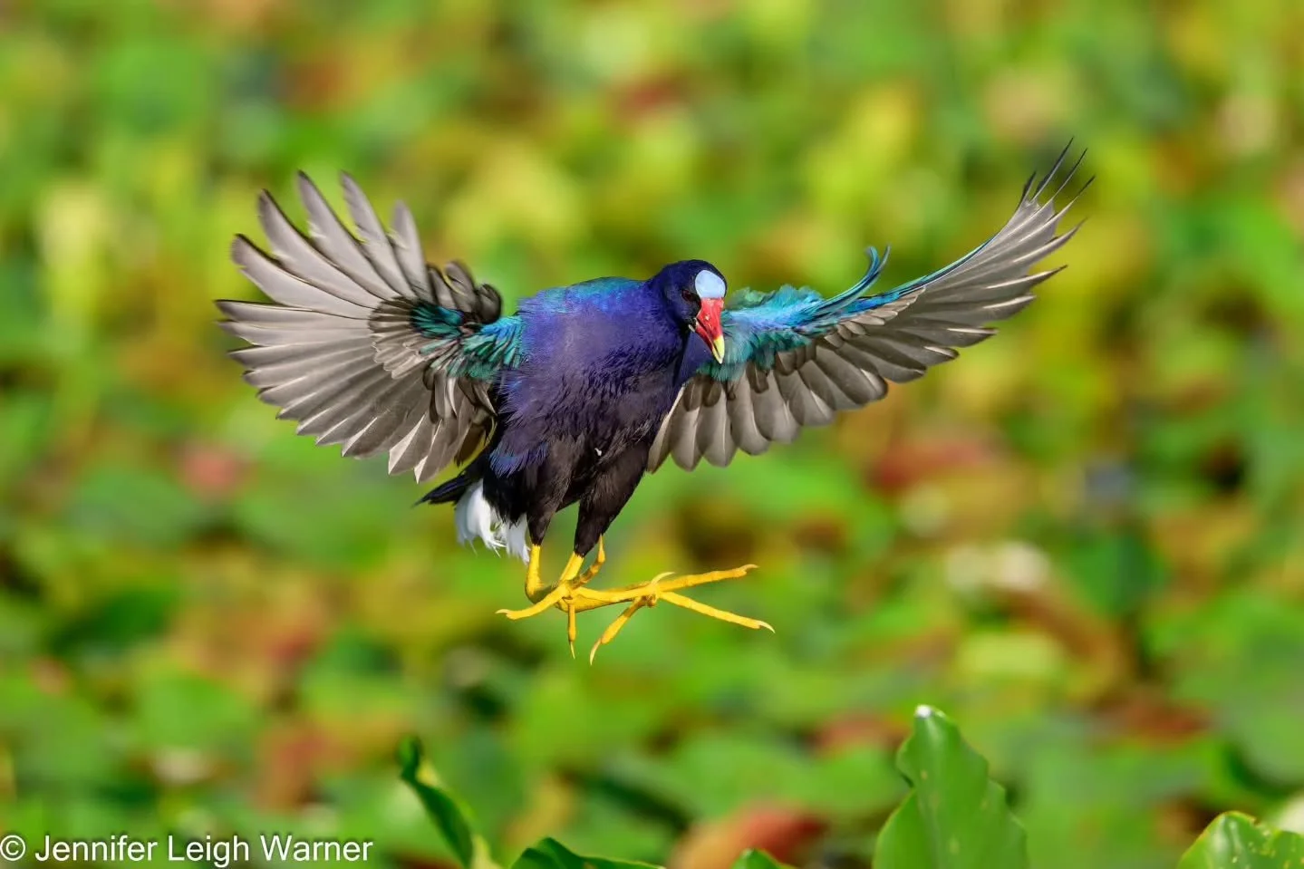 A fan favorite the Purple Gallinule is fairly common in Orlando Wetlands. The high concentration of purple gallinules at Orlando Wetlands Park is due to the area&rsquo;s ideal habitat, featuring extensive freshwater marshes, lush vegetation, and floa