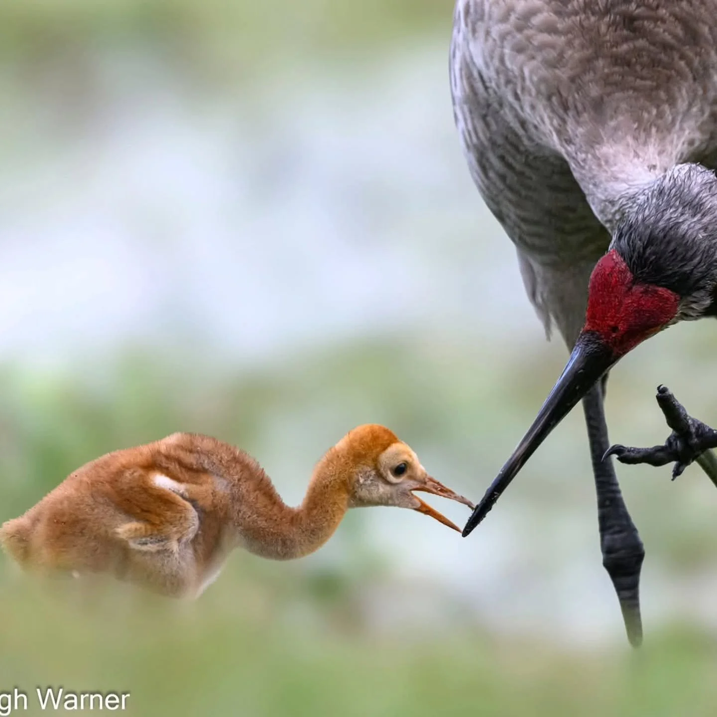 On this Mother's Day, we extend our heartfelt thanks to all mothers human and animal alike. Their love, resilience, and strength inspire us every day. Let us celebrate their contributions and recognize the invaluable role they play in nurturing life.