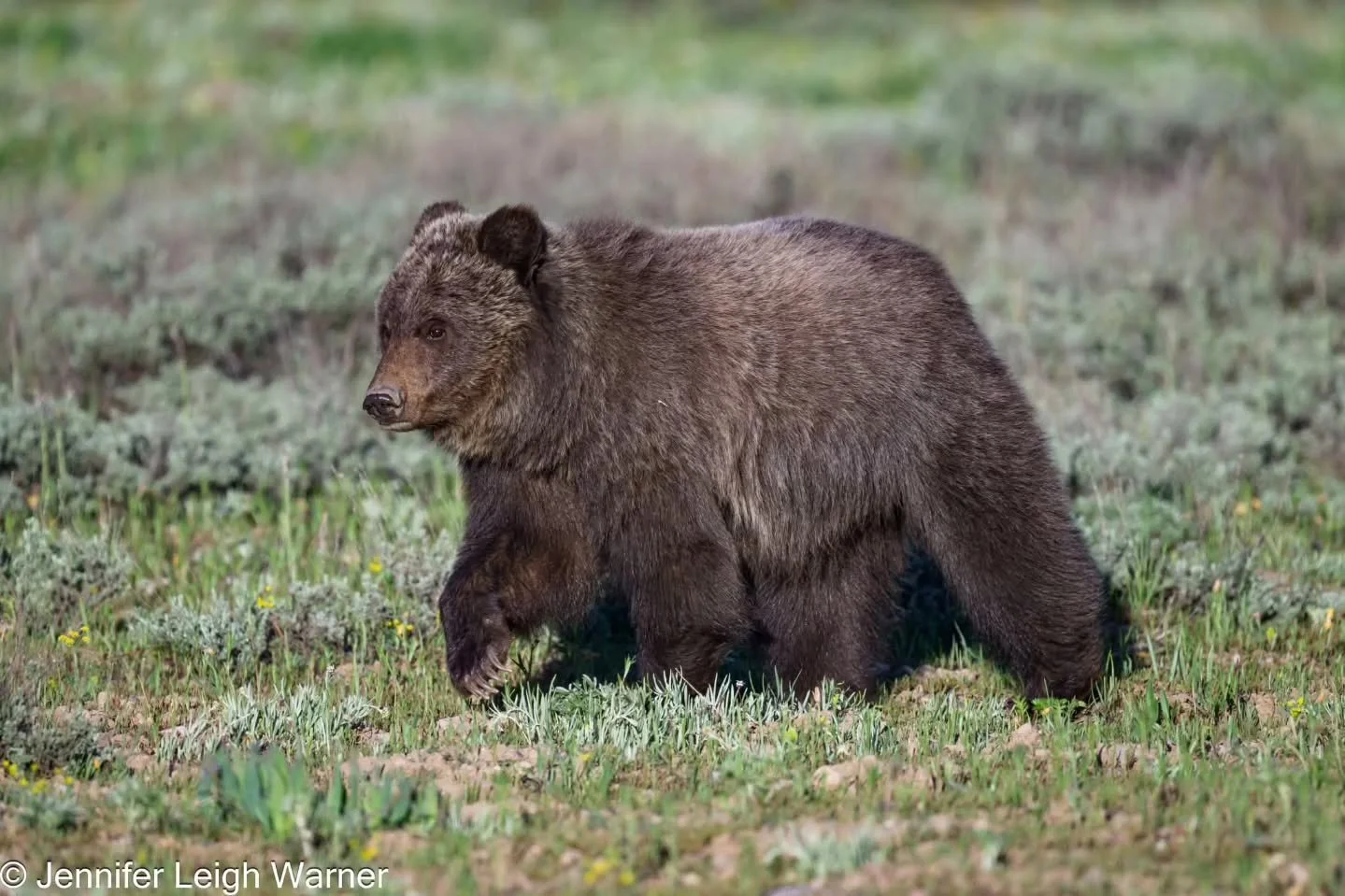 It's a Miracle! Last year, in Grand Teton National Park, Grizzly 1063, commonly known as Bonita lost two of her triplets to a male grizzly attack. Her third cub as separated from her for a week and then they were briefly reunited. At this point peopl