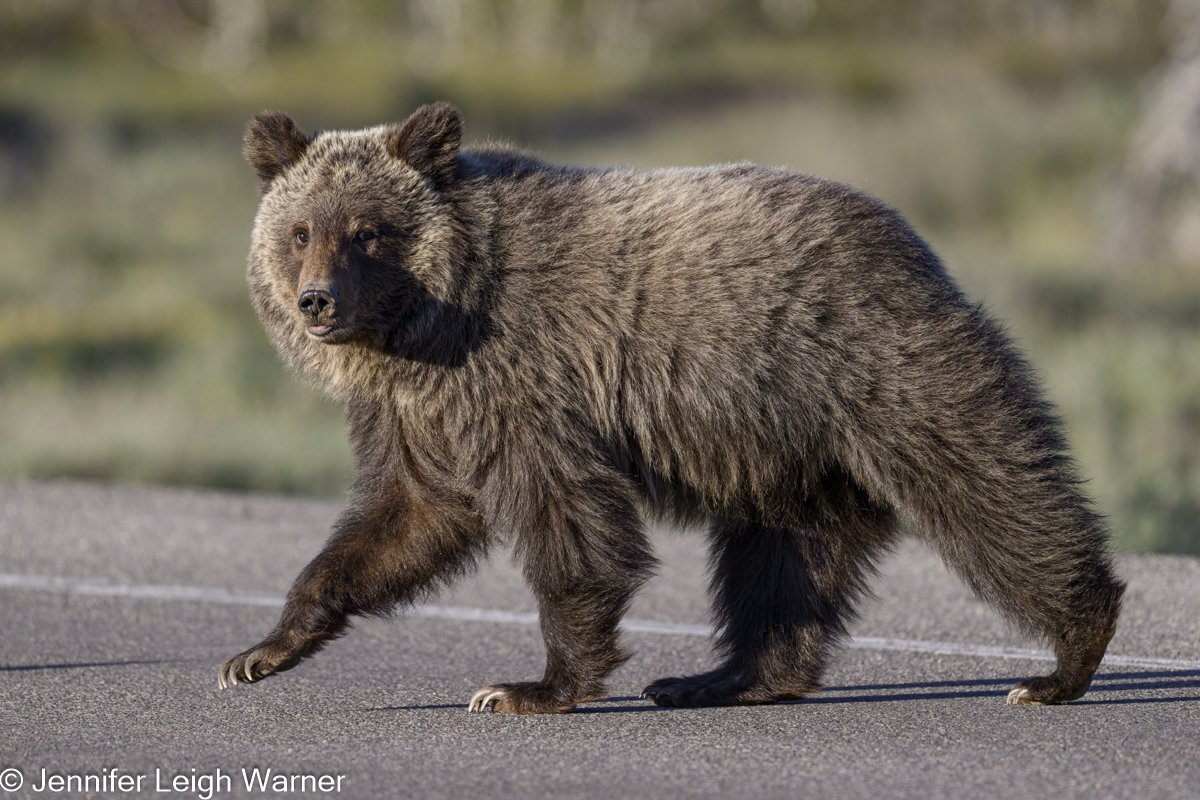 Trip Report: Spring Grand Teton National Park Photo Tour