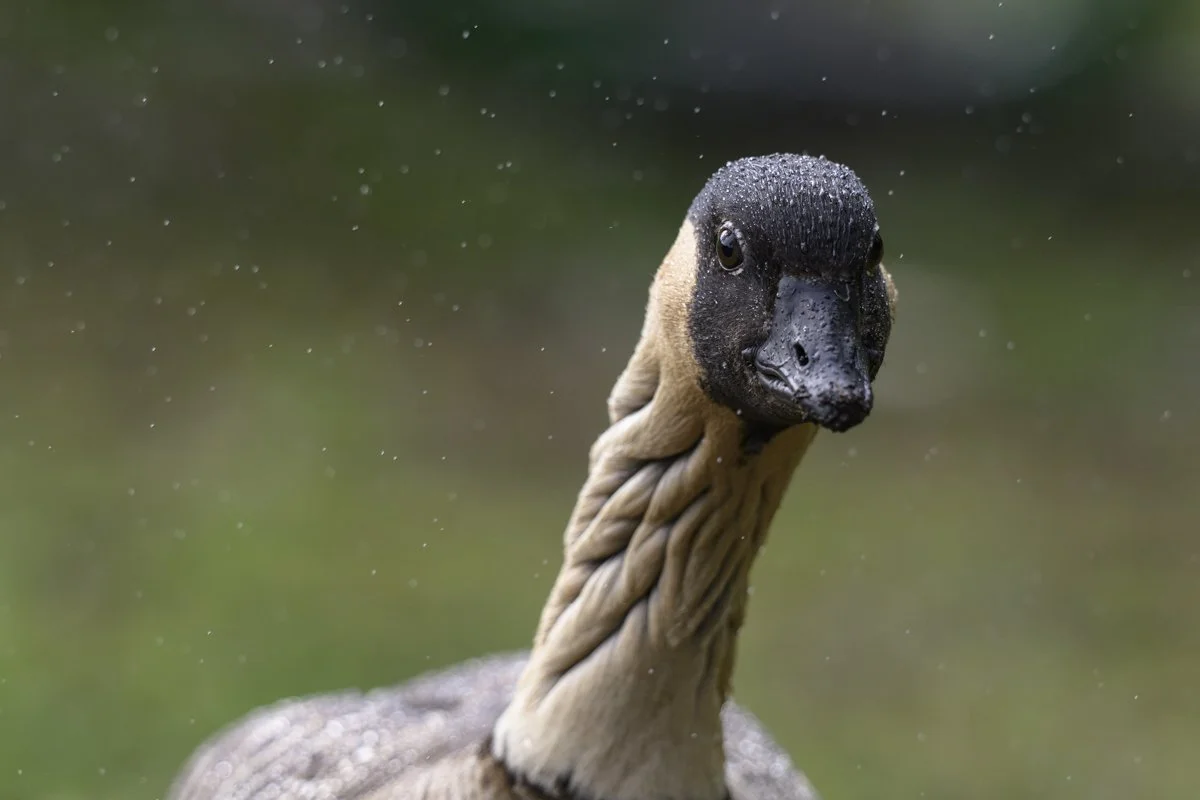 Exploring the Rare and Beautiful Birds of the Hawaiian Islands