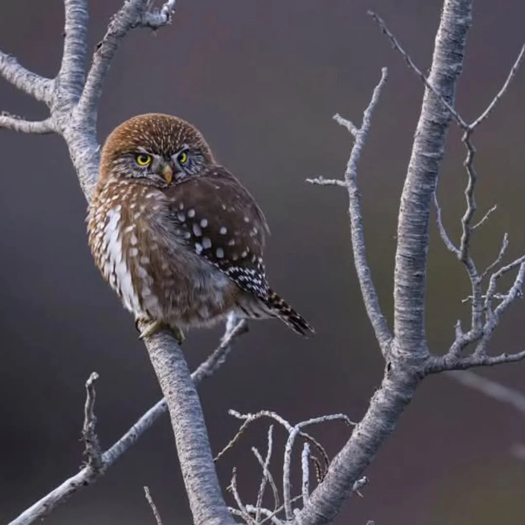 The Austral Pygmy Owl (Glaucidium nana) is the only pygmy owl species in Patagonia, frequently spotted in the forests of Torres del Paine National Park in Chile. These tiny, 16&ndash;20 cm owls are fierce daytime hunters often found perching alertly 