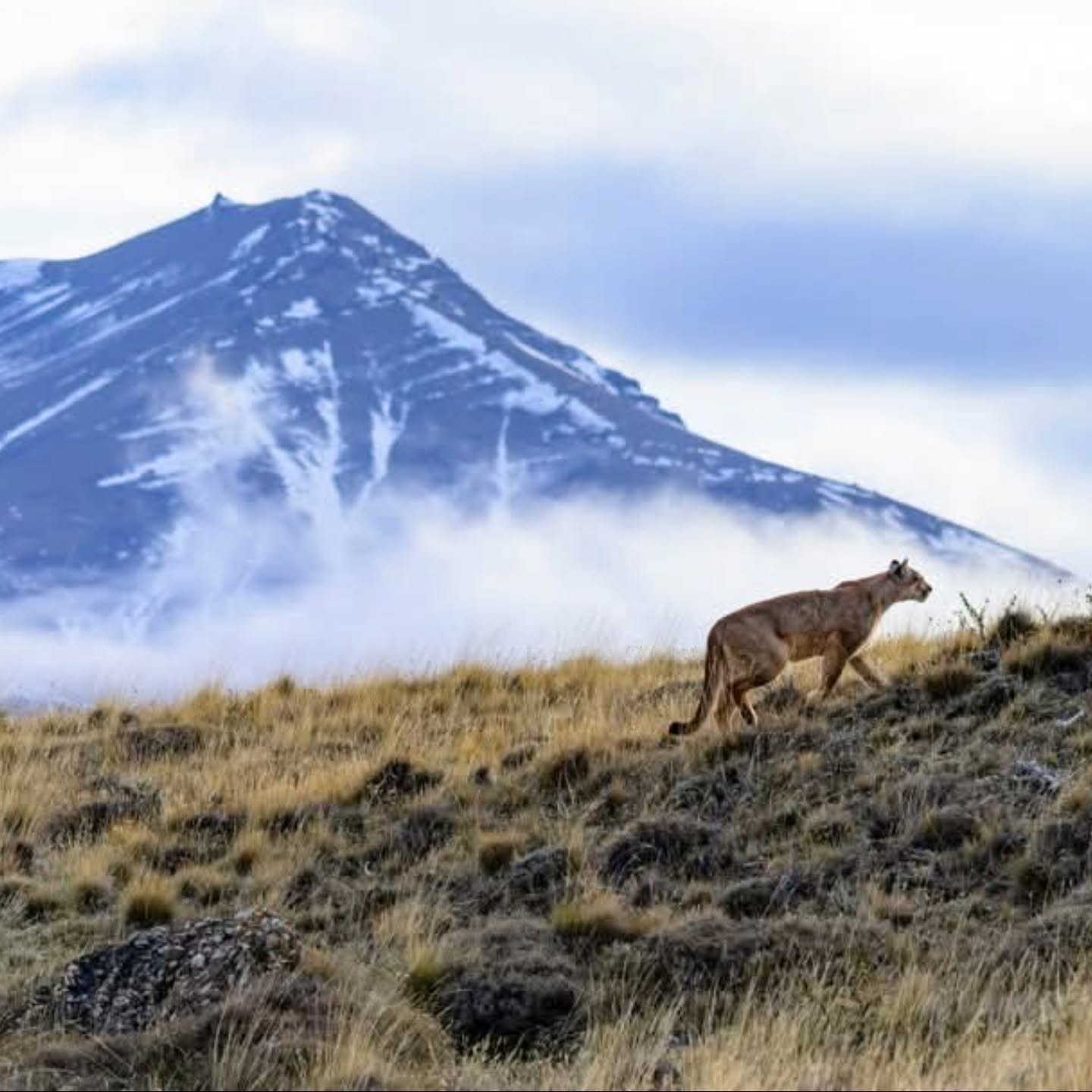 We came to Patagonia for the pumas, but what we got was so much more. Nestled at the southern tip of South America, Patagonia is more than just a haven for the elusive pumas; it's a vast, unspoiled wilderness that captivates the hearts of all who vis