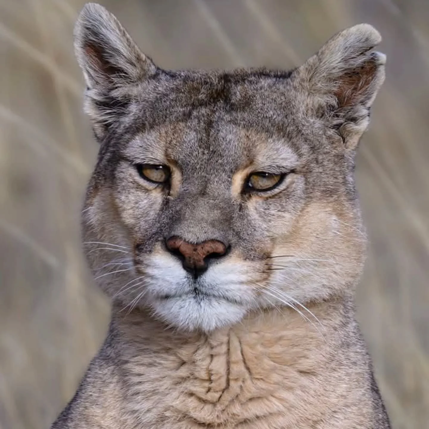 While we photographed many pumas while in Patagonia the real star of our trip was the puma known as Dania. Dania is one of the most famous and well-documented wild pumas in the Patagonia region. Residing primarily in and around the private lands of E