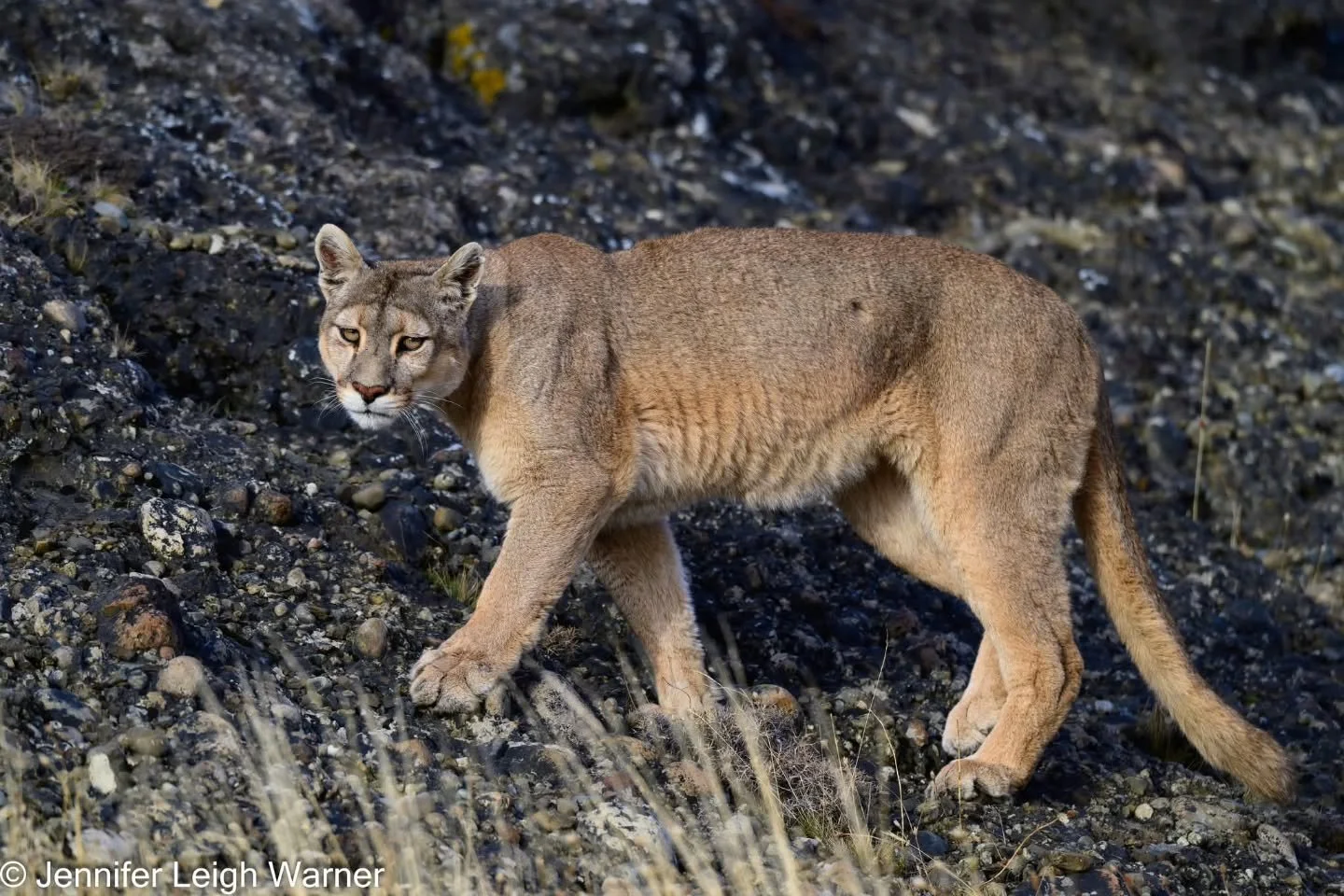 Returning from Patagonia, I had the exhilarating experience of photographing one of the most elusive big cats in the world, the Puma. Often called "ghost cats" of the wild, pumas are known for their solitary nature, mastery of stealth, and 