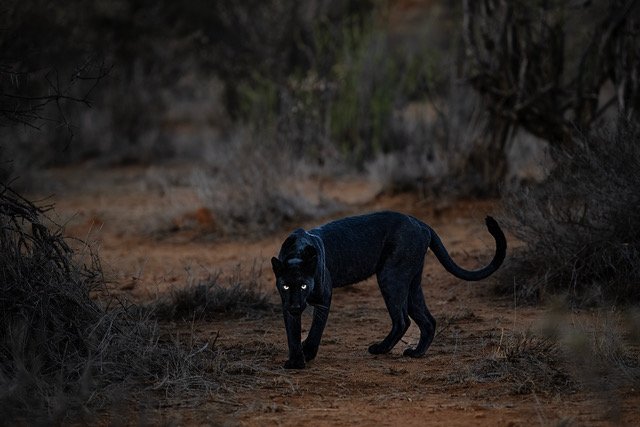 KENYA: BLACK LEOPARD WILDLIFE PHOTO SAFARI 