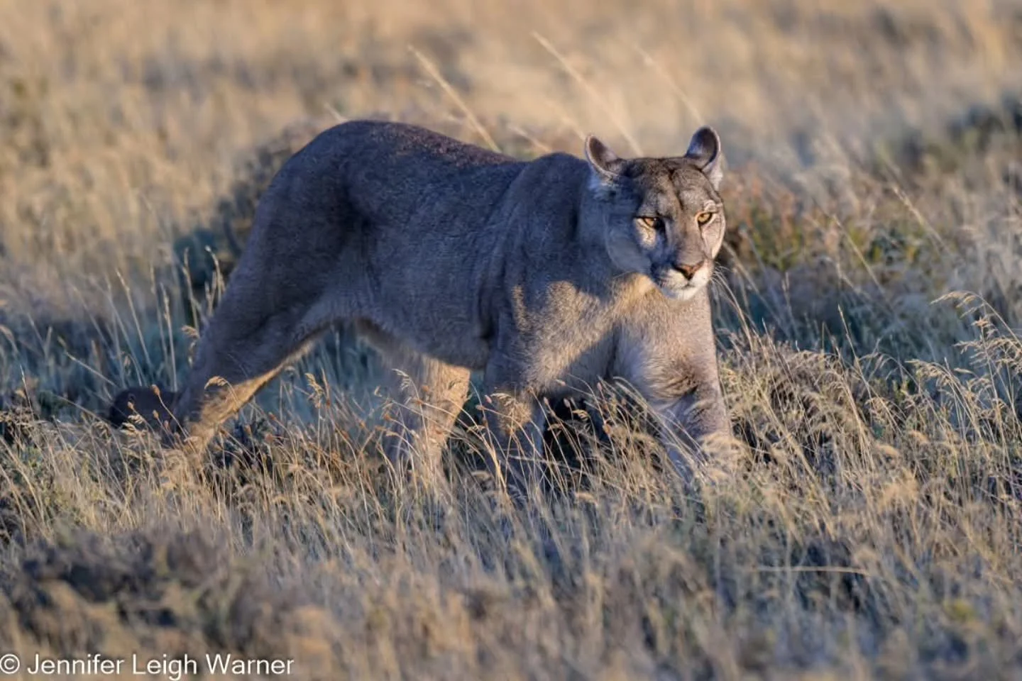 Meet Petaka, she is known as Queen of Patagonia, and is easily recognized by her confident nature, beautiful silver coat, and fierce ability to protect her cubs from larger male pumas.