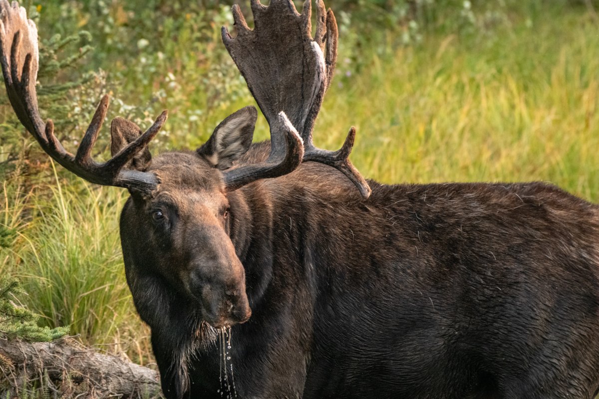 GRAND TETONS: Fall Wildlife Photography Workshop 2026 