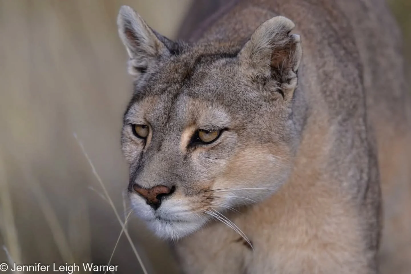 Photographing a cougar has been very high on my "bucket list of subjects" for as long as I can remember. Seeing a puma also known as a mountain lion or cougar is exceptionally rare. Because they are solitary, highly elusive ambush predators