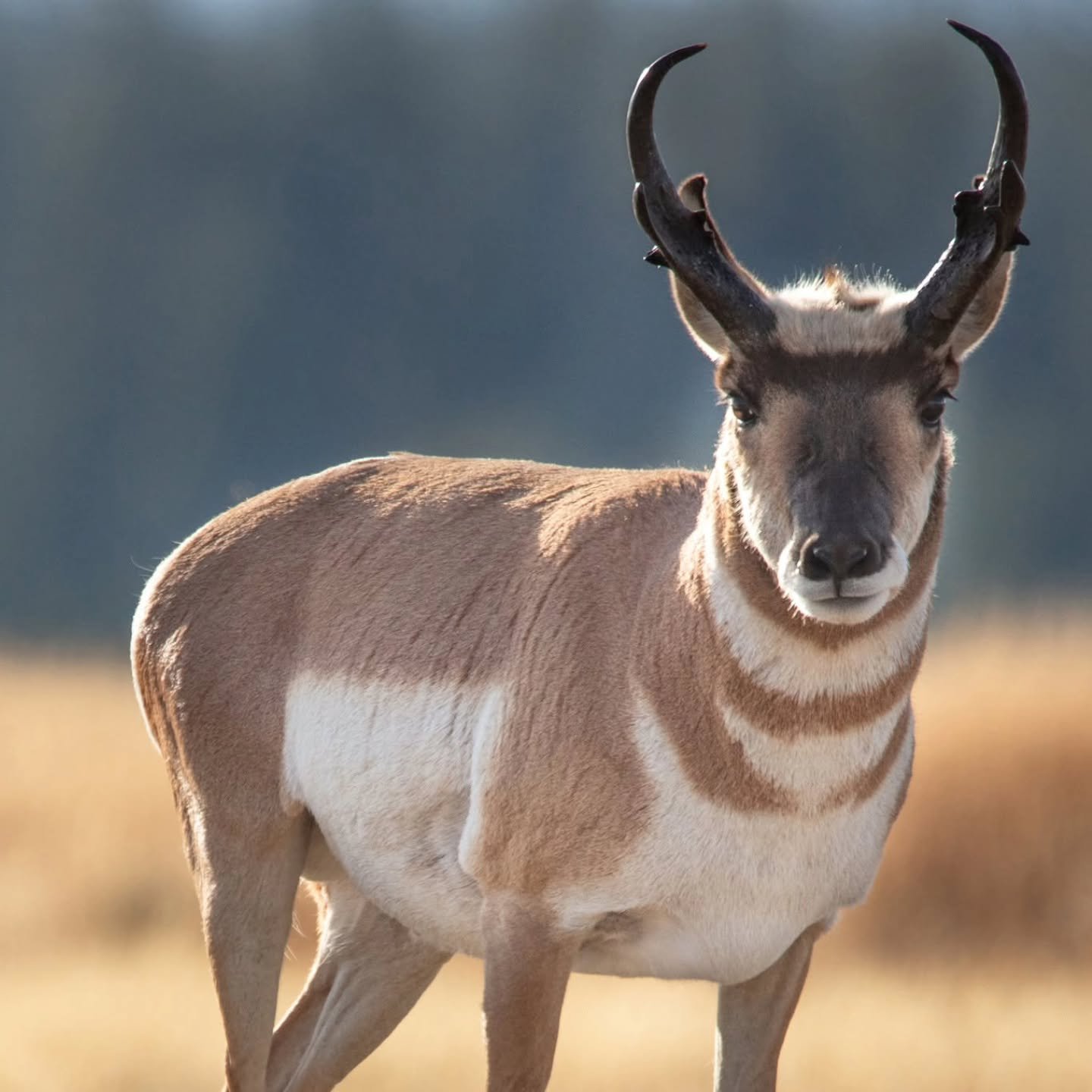 After my Wildside Nature Tours was removed from our schedule, due to the company closing, I was asked by the guest who were previously signed up if I could lead a Grand Teton Photo Tour this fall. Luckily my friends at Creeks and Critters stepped up 