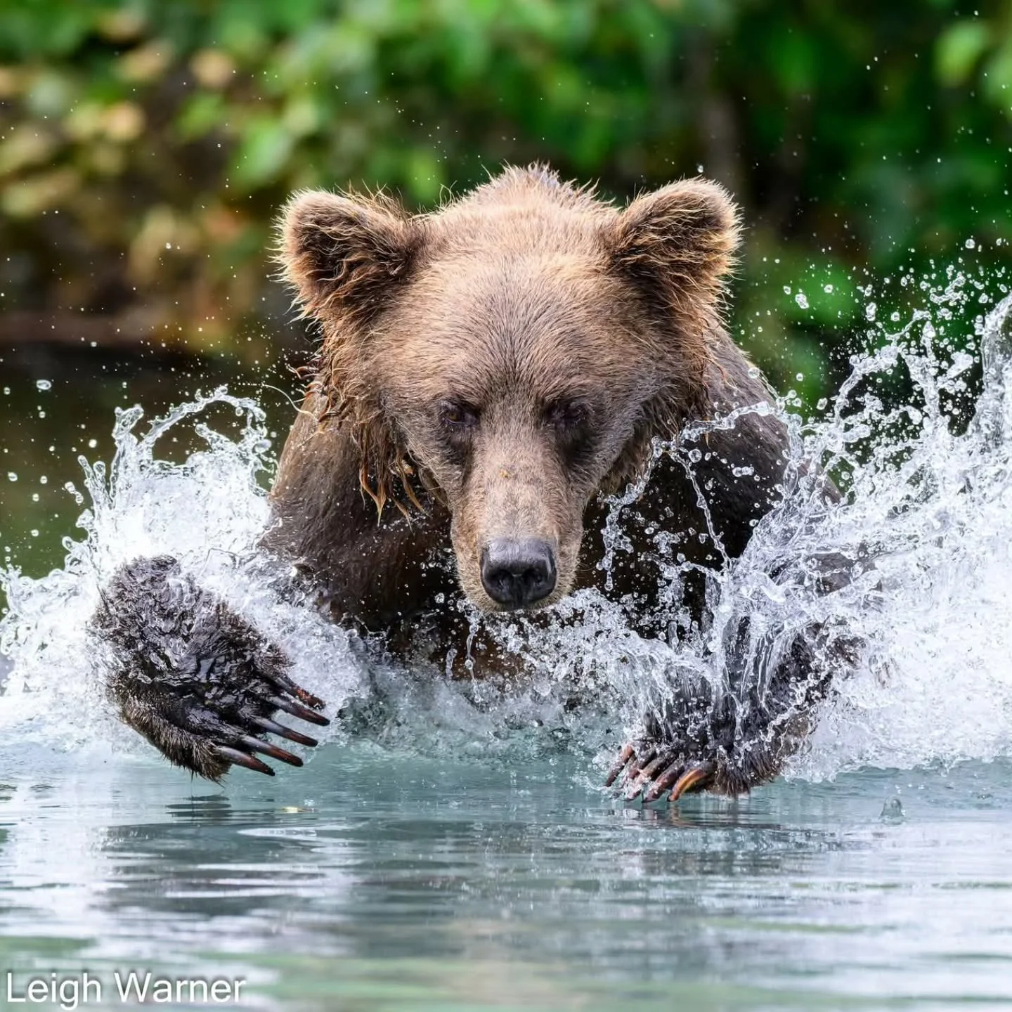 We just returned back from another incredible trip to Alaska. We had a bumpy start with the weather but with rushing Alaskan Brown Bears, like this one, we were all smiles.