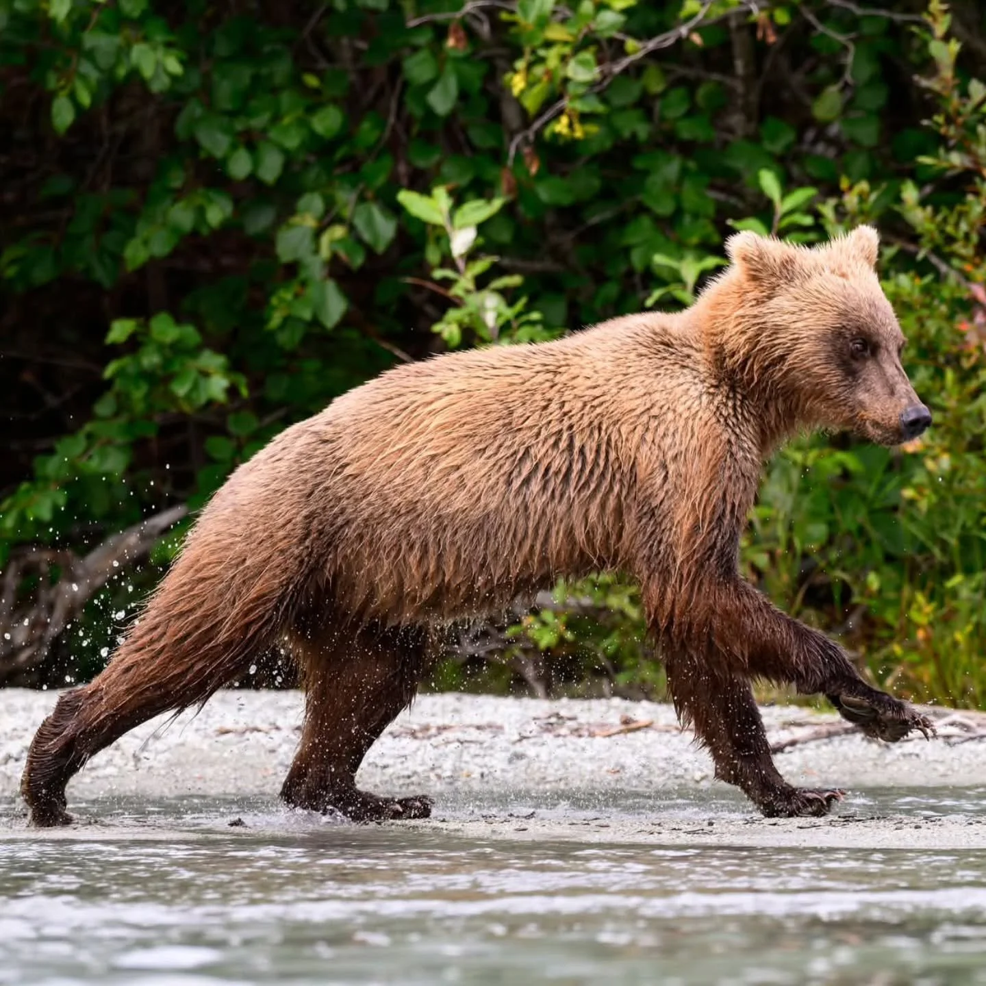 This bear was making a splash running down the beach in Lake Clark National Park, Alaska.