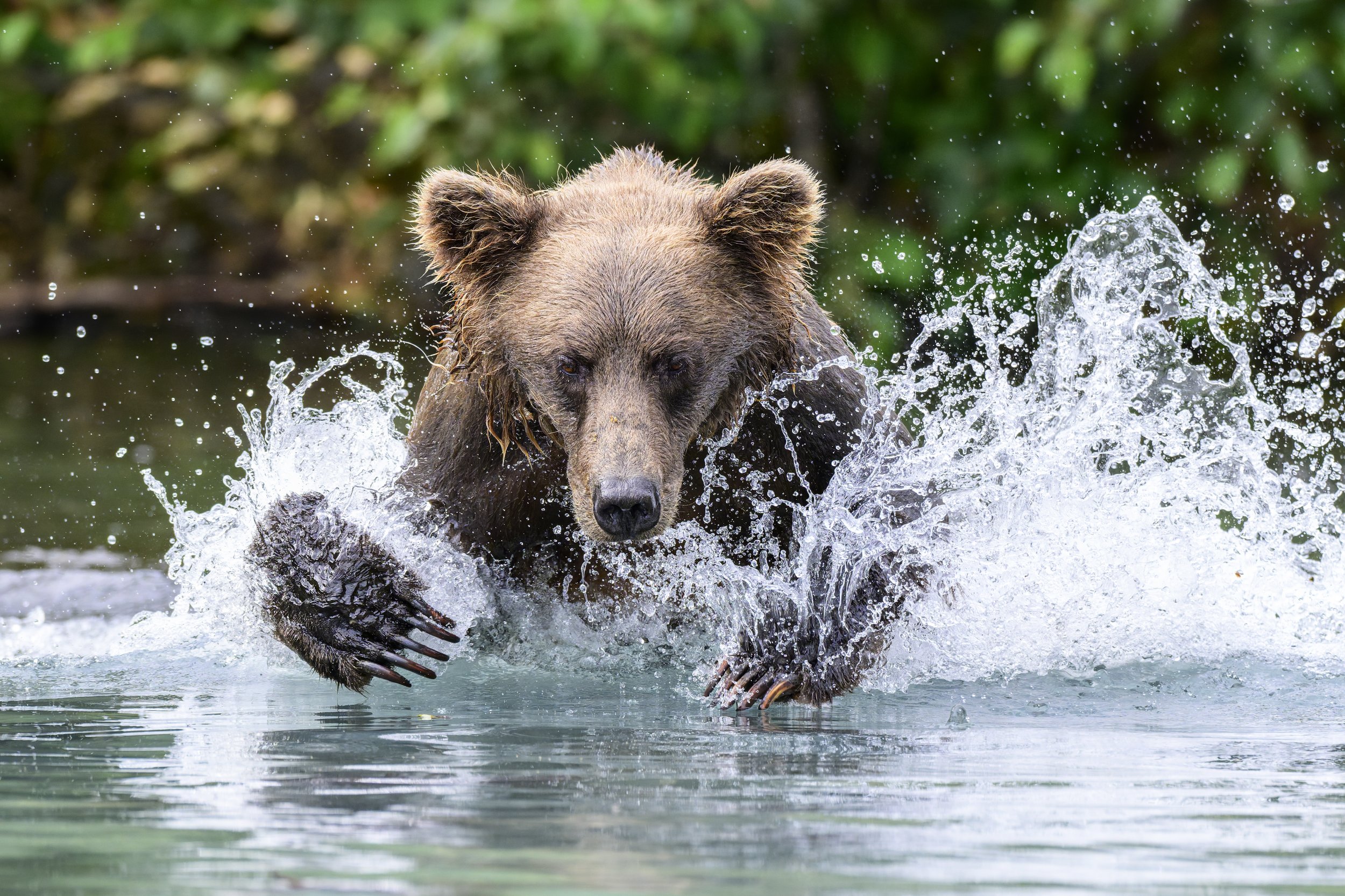 Alaskan Brown Bear Photo Adventure  