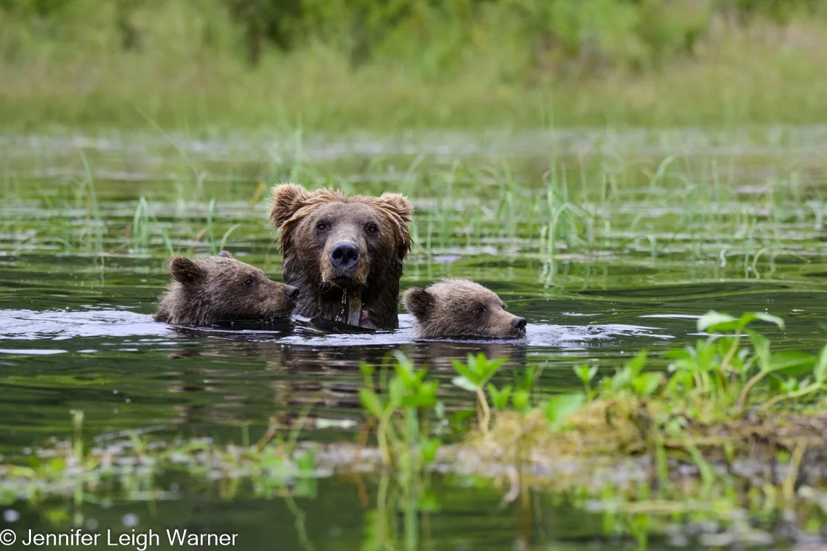Alaskan Brown Bear Trip Report