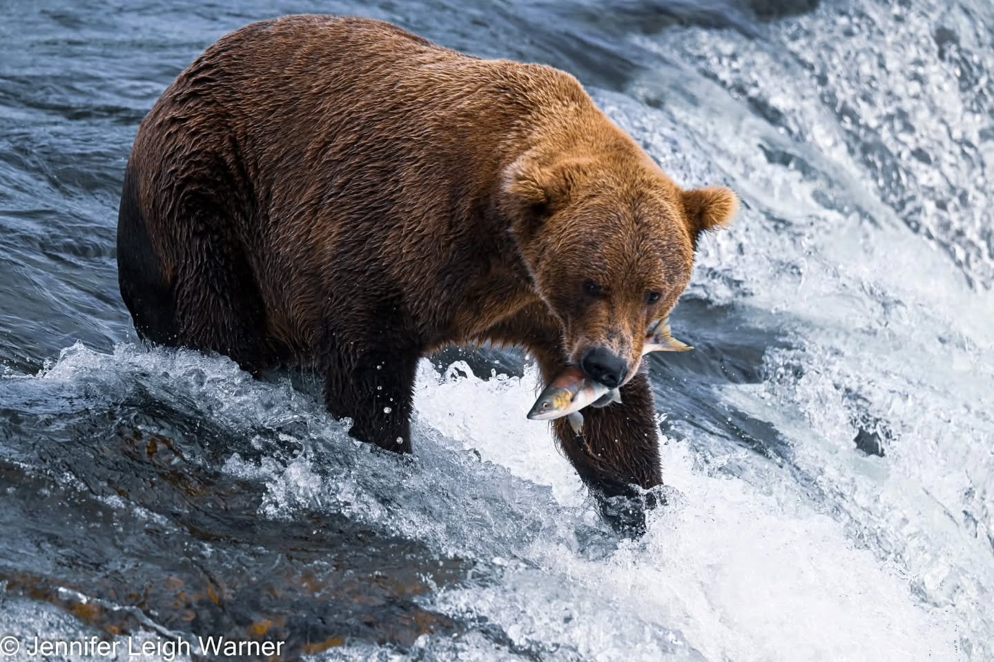 Watching Alaskan brown bears catch salmon is one of nature&rsquo;s most raw and humbling spectacles. Normally solitary and highly territorial, these magnificent creatures put aside their differences during the summer salmon run, congregating by the d