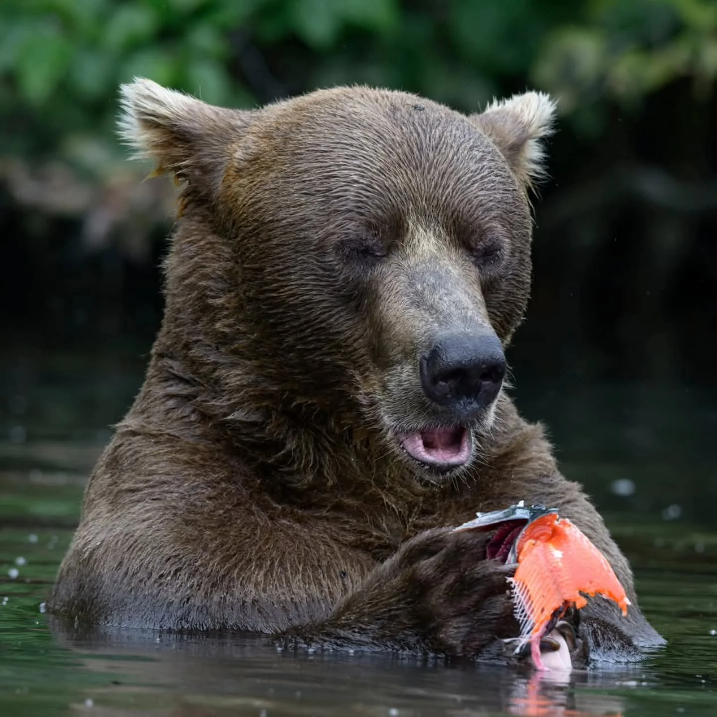 When you taste that first bite of really good sushi!
