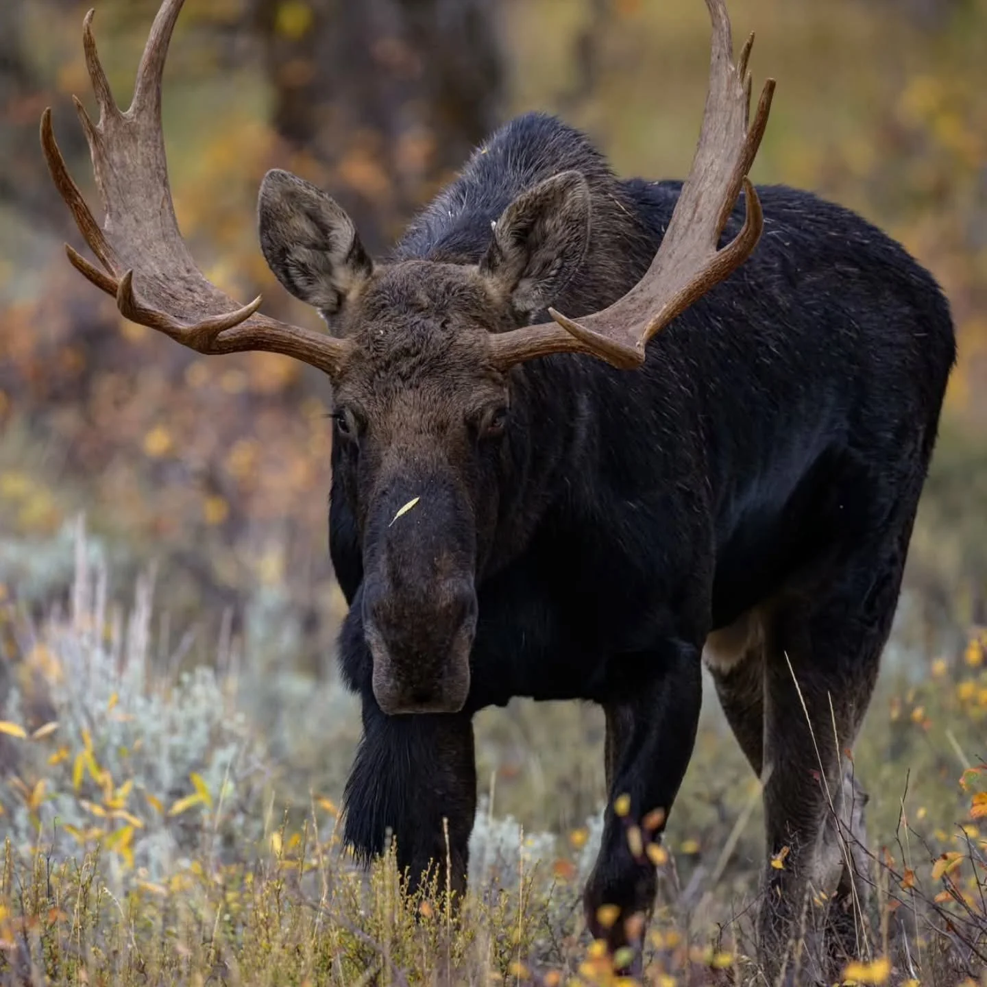 I am leaving for my annual Fall Grand Teton Photo Tour on Saturday. I am really looking forward to seeing some of these big boys while I am there. 

I made this image last year during this time of year.