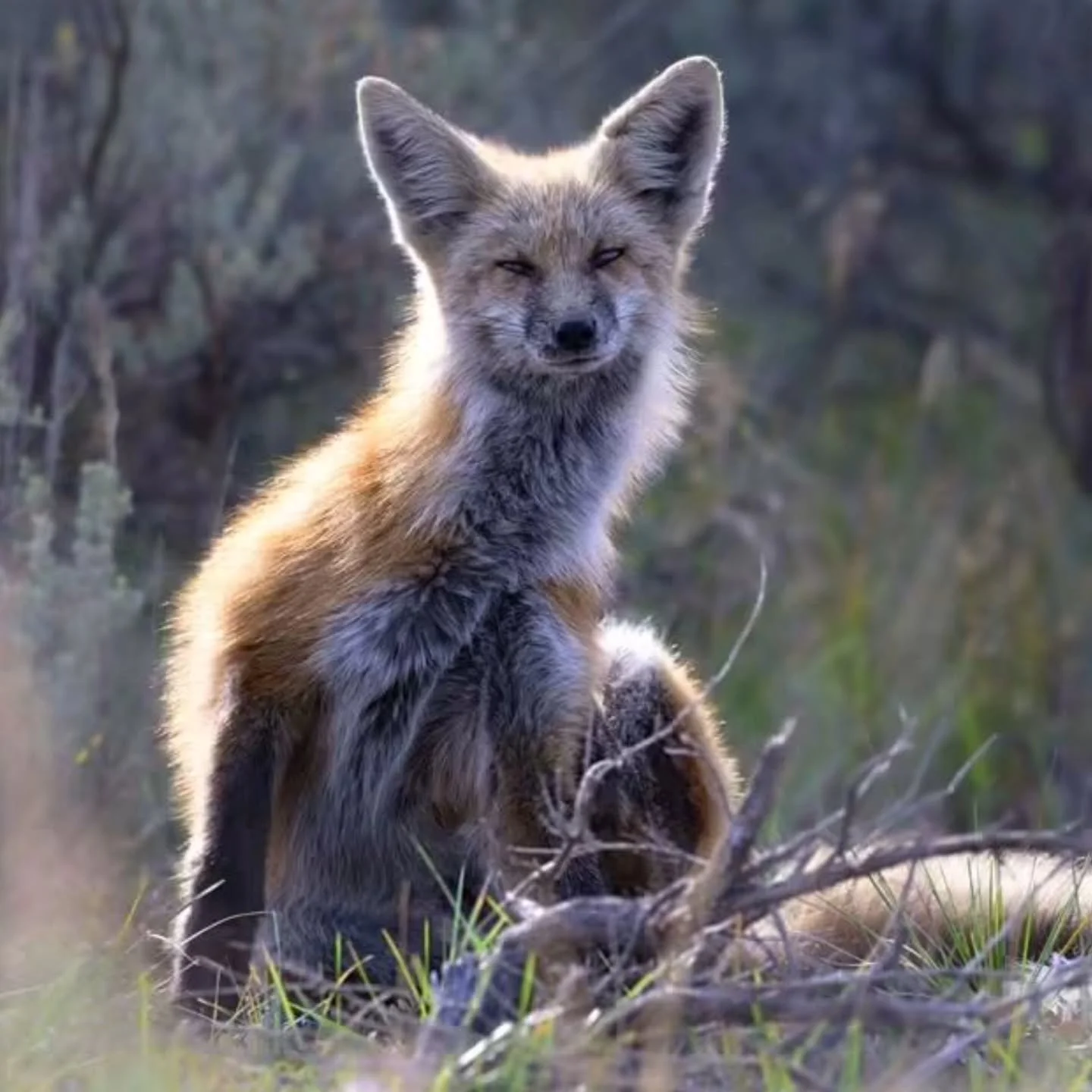 During our Fall Grand Teton Photo Tour we were treated to an adorable red fox hunting right outside our lodging. This cutie, stopped for a moment to get a good scratch in before returning to business.