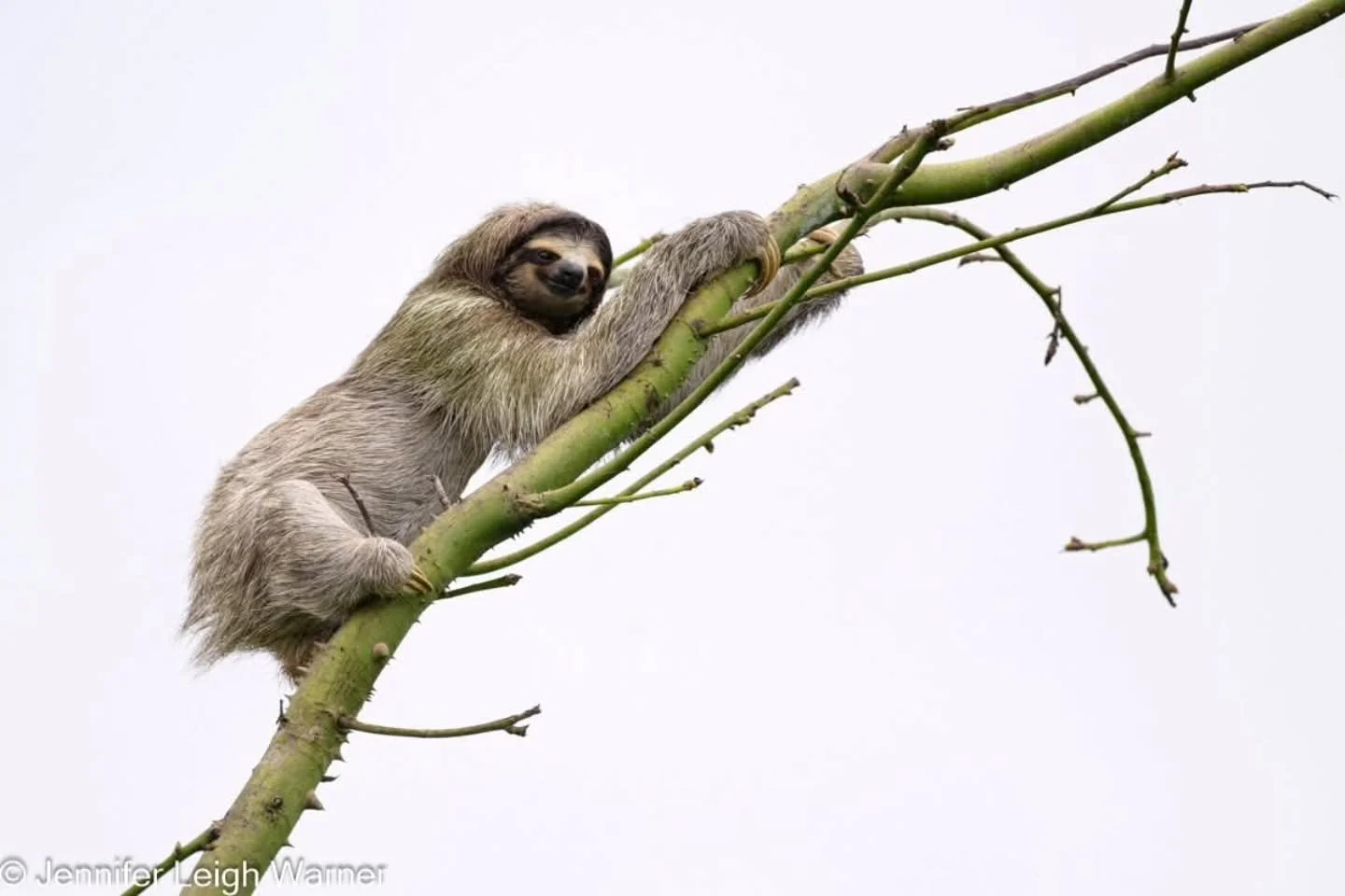 As the land bridge between North and South America, Panama is a biological crossroads where incredible mammal species thrive in high concentrations. Here is why it belongs at the top of your photography bucket list:

Incredible Biodiversity on the Gr