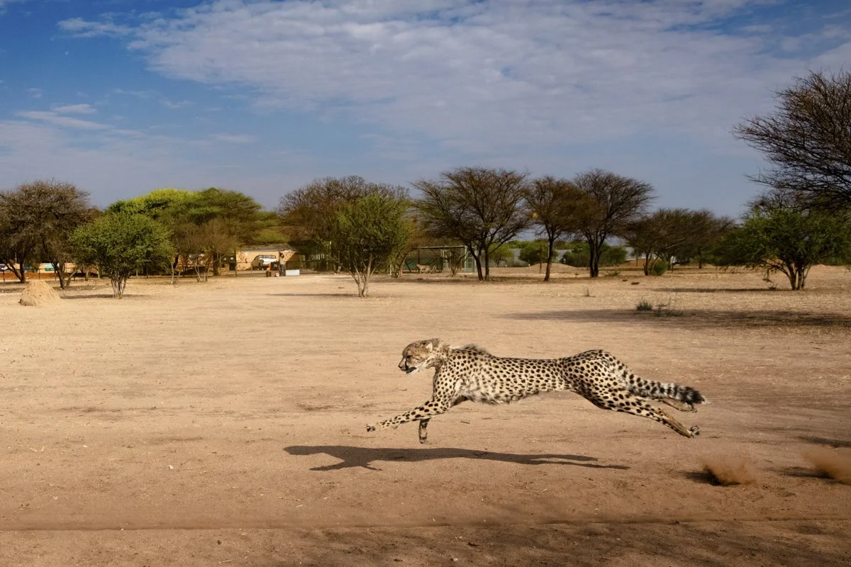 015 Cheetah Conservation Print