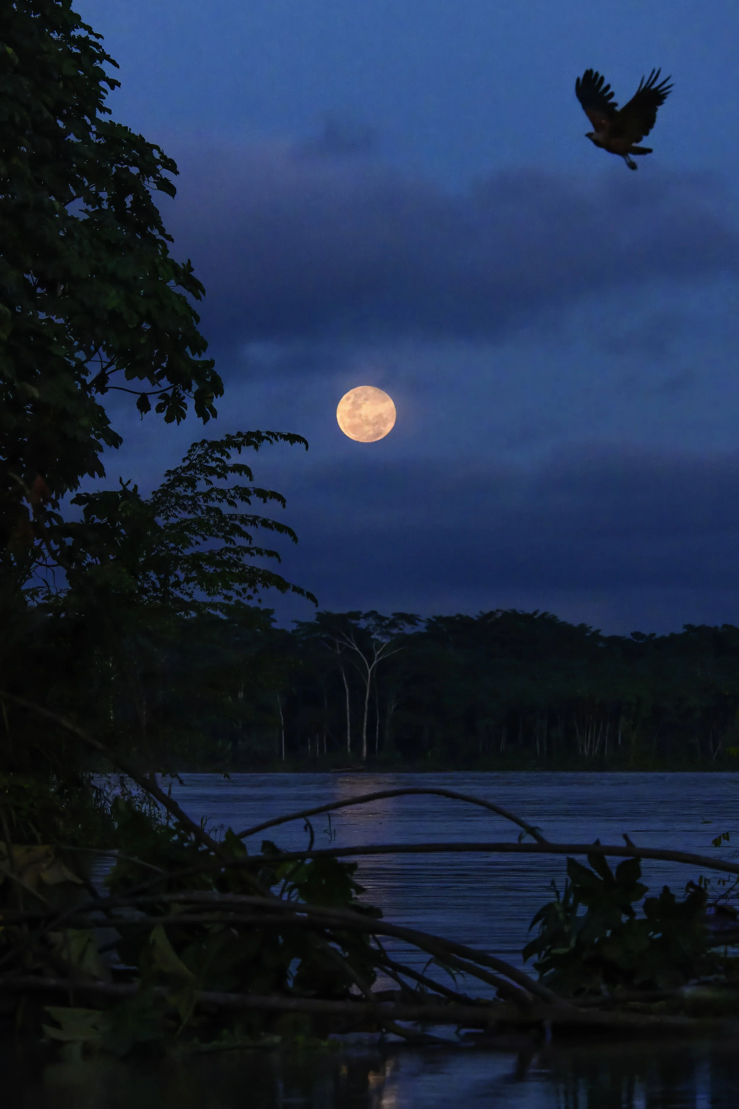 1174 Amazon Full Moon Rising.jpg