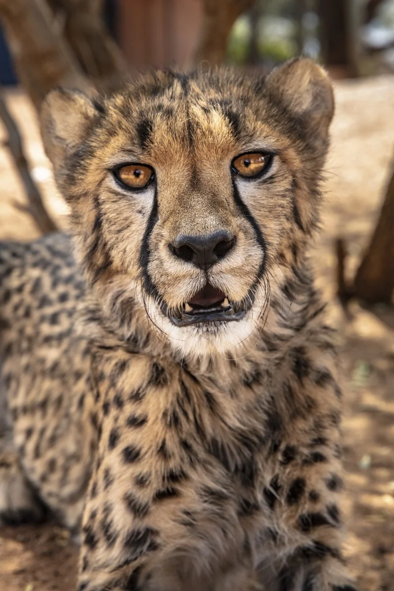 012 Cheetah Conservation Print