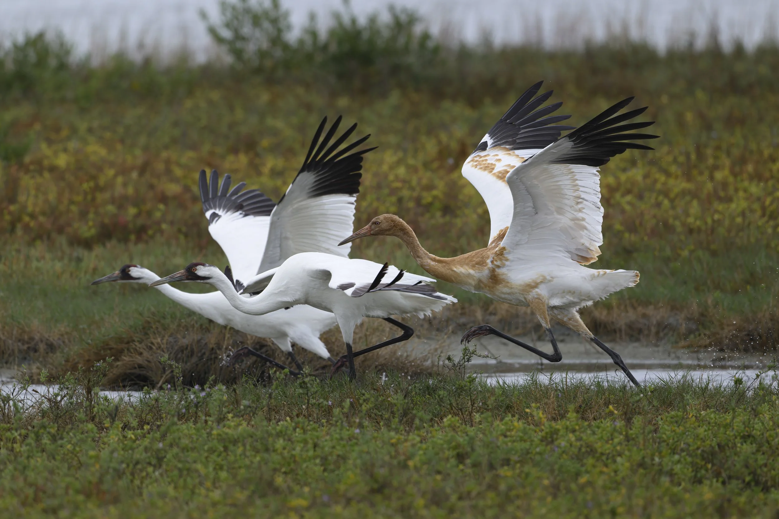 1168 Family Take Off.jpg