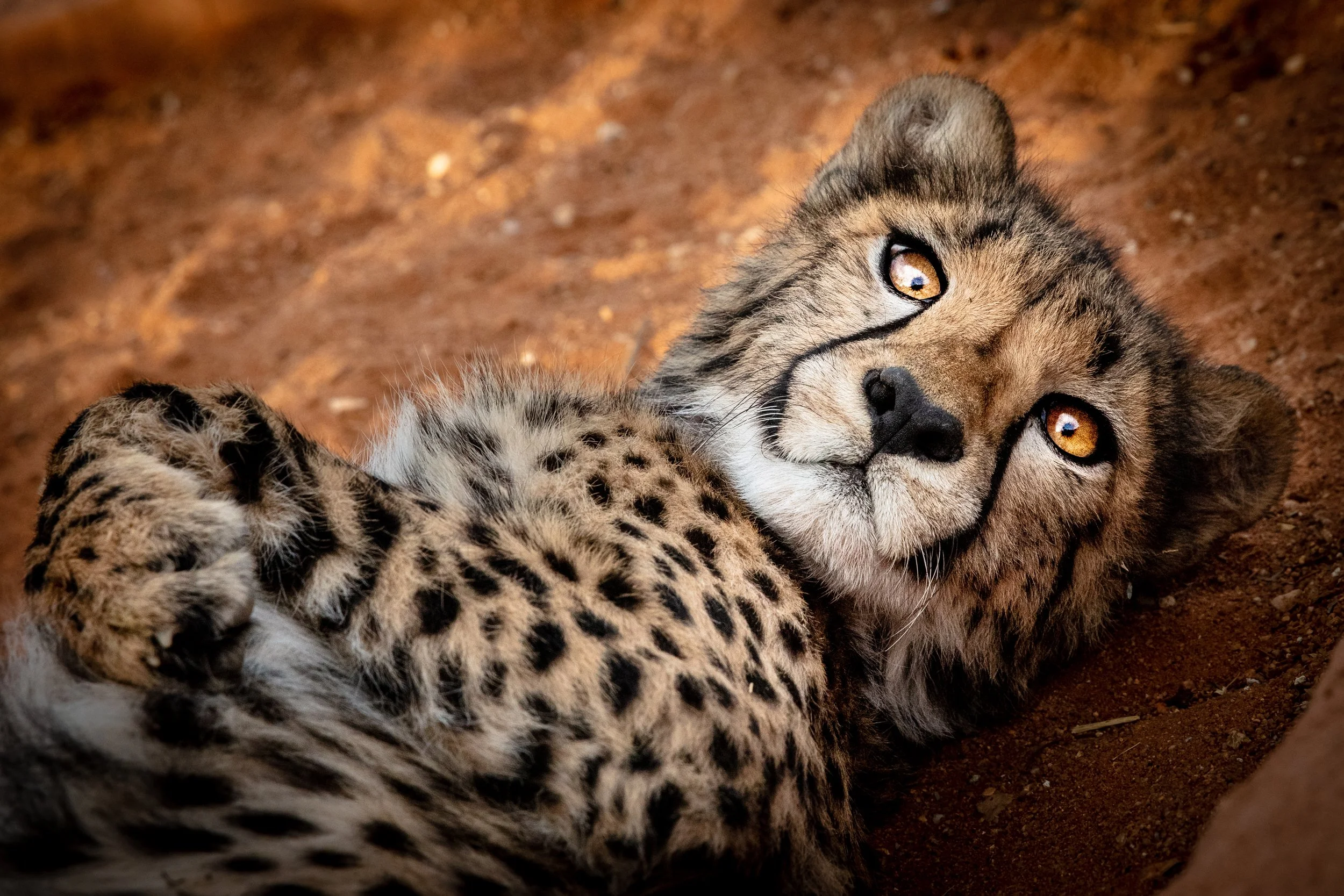 002 Cheetah Conservation Print