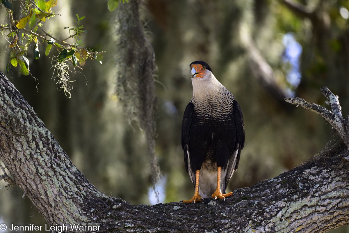 Crested Caracara - Bird of the Week