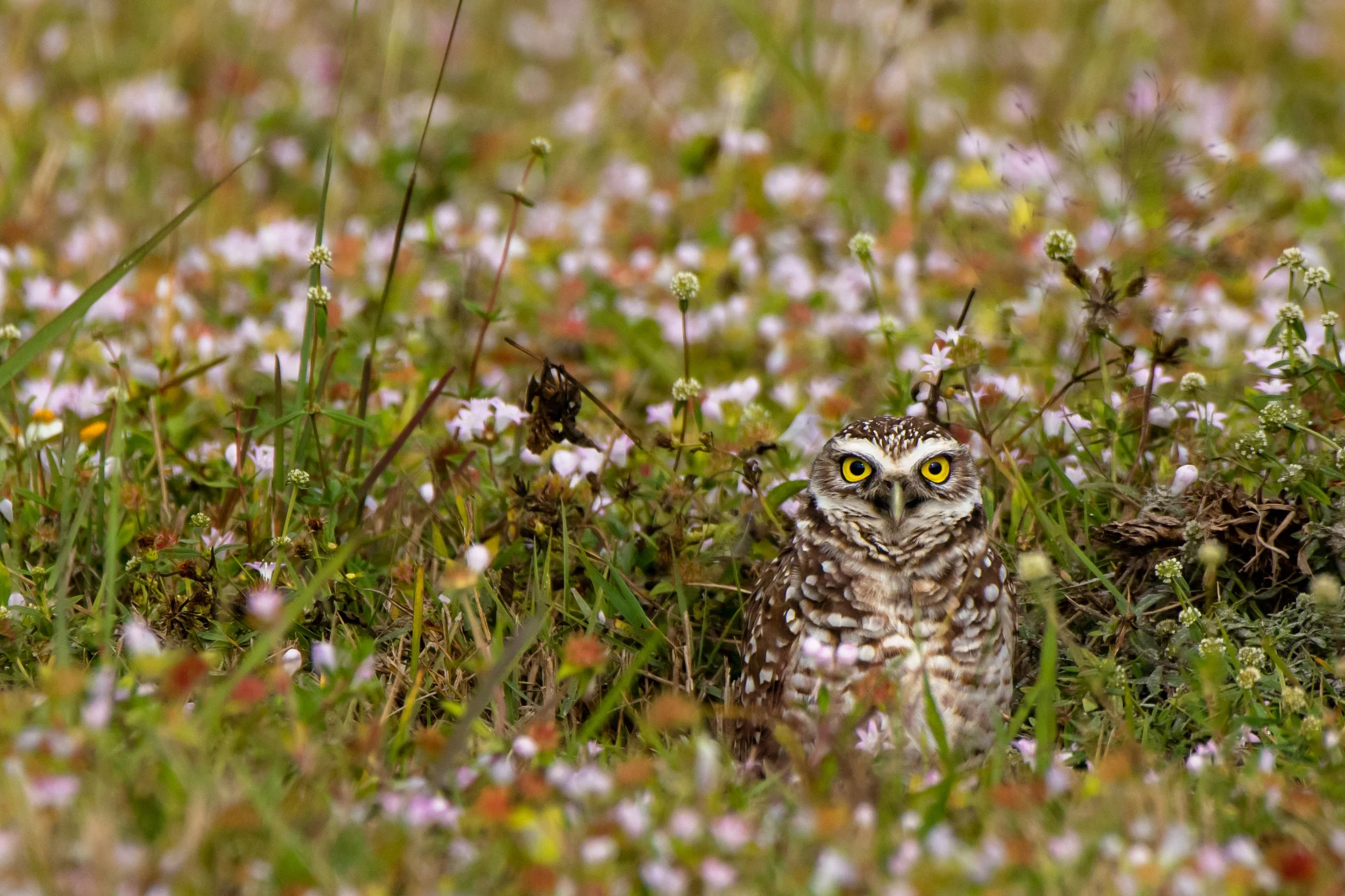 1008 Burrowing in the Flowers.JPG