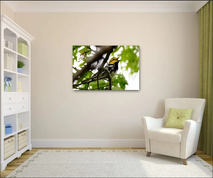 Golden Checked Warbler.JPG