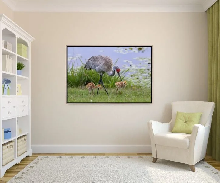 Sandhill Cranes with colts.JPG