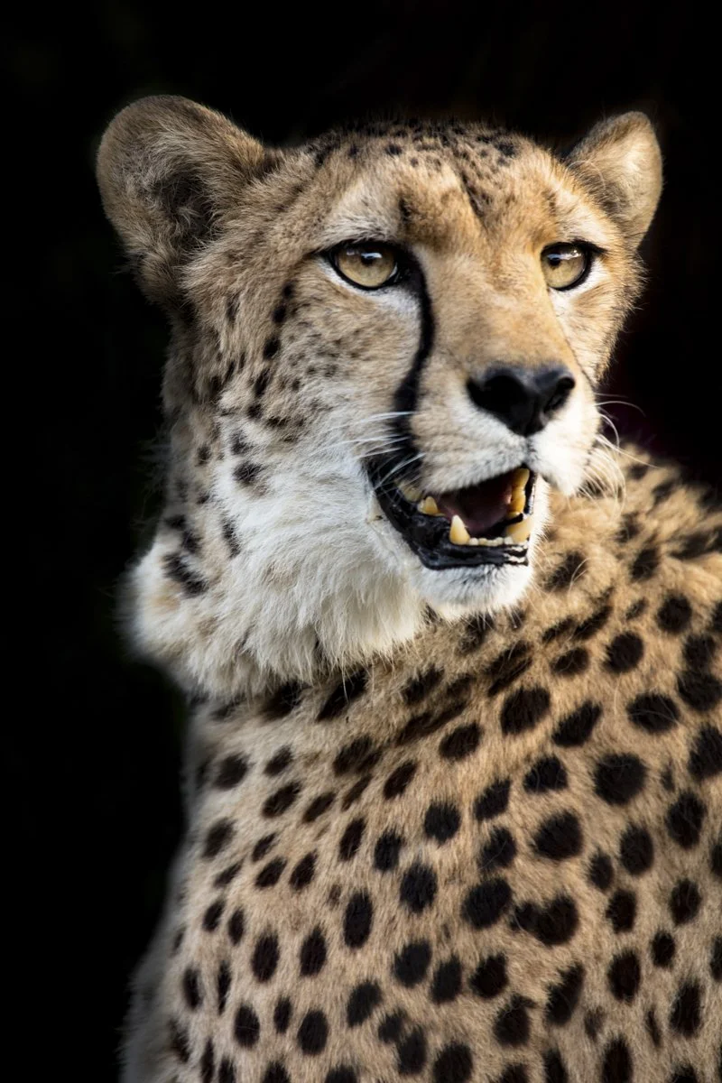 016 Cheetah Conservation Print