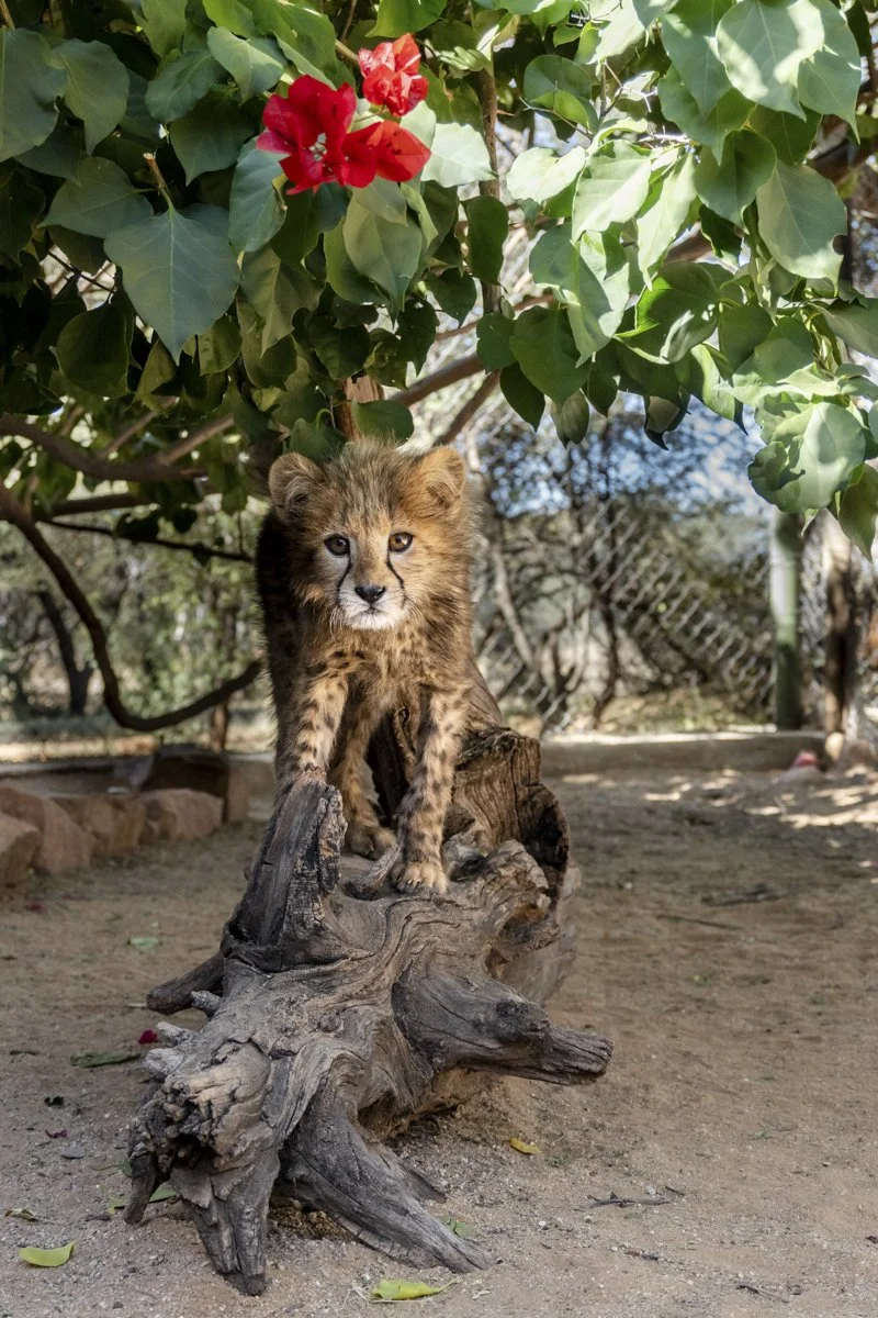 0009 Cheetah Conservation Print