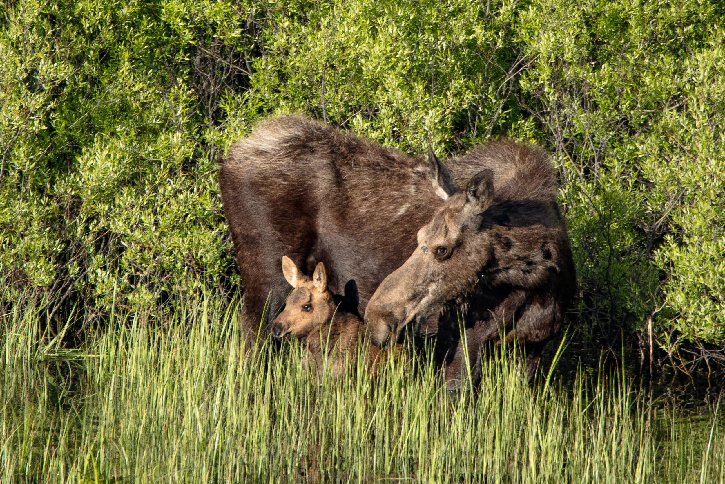 1181 Mama and Baby Moose