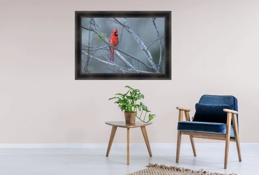 Northern Cardinal.JPG