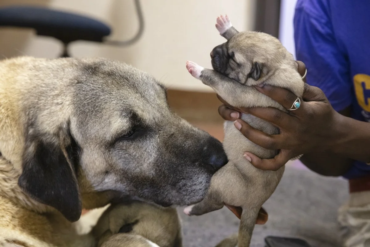 017 Cheetah Conservation Print