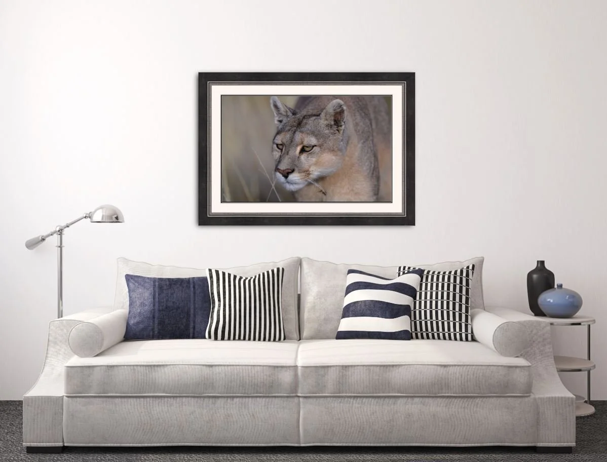 Puma 2.JPG