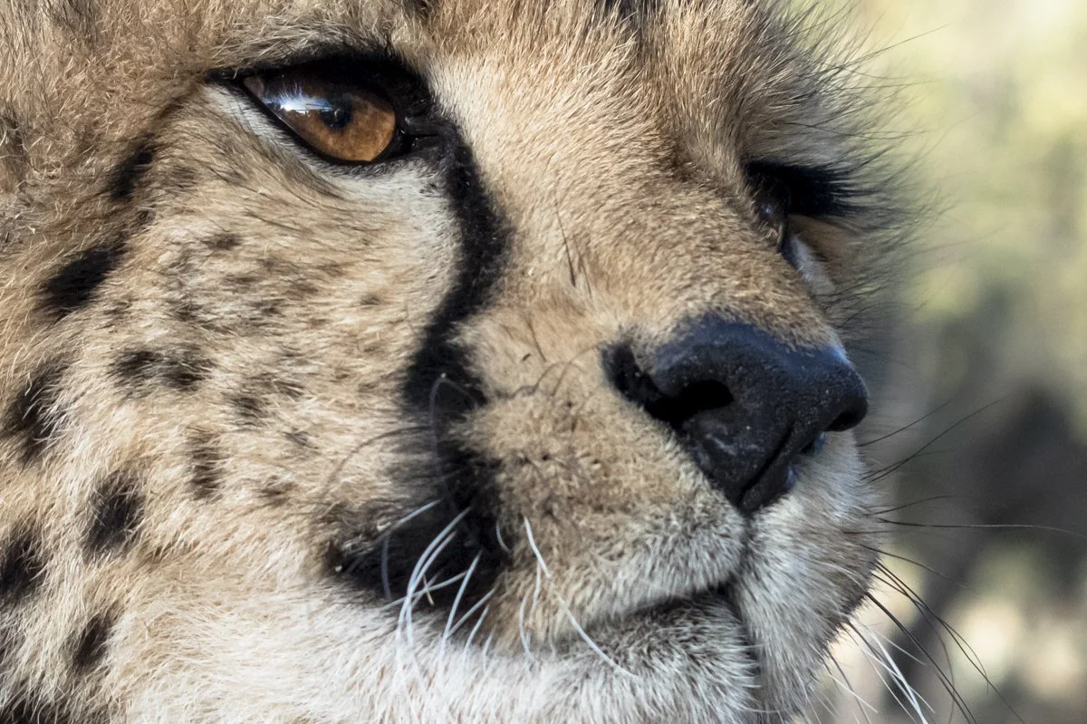 0007 Cheetah Conservation Print