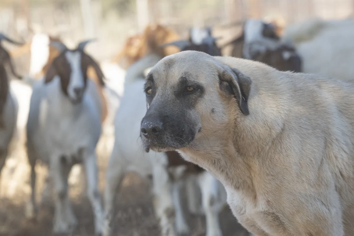 019 Cheetah Conservation Print