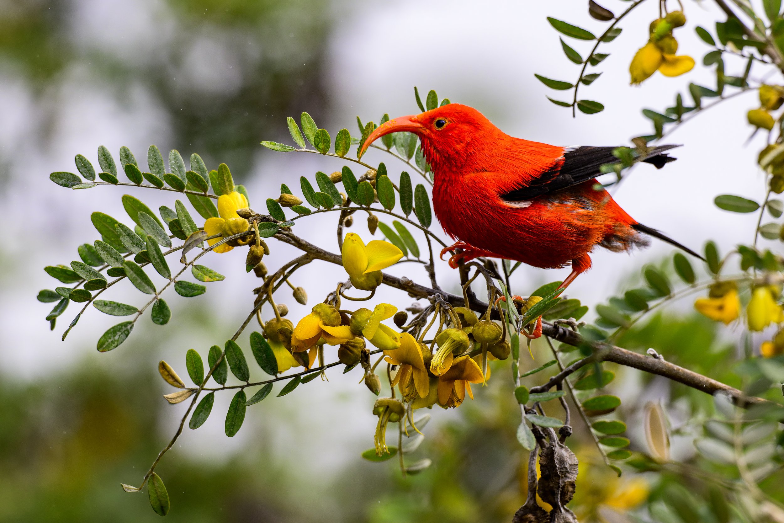 Iiwi (Scarlet Hawaiian Honeycreeper)