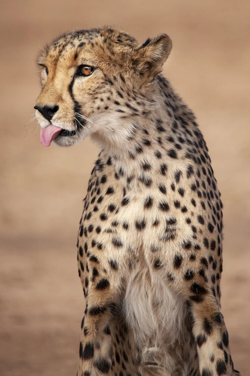 0005 Cheetah Conservation Print